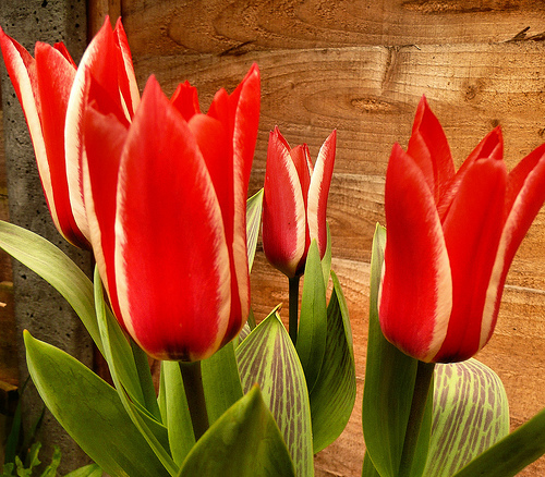tulipán pinoccio